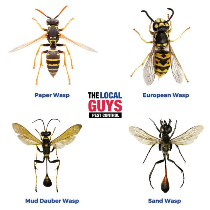 Wasps In Australia 13 11 05 The Local Guys Pest Control Wasps In Australia 13 11 05 The Local Guys Pest Control