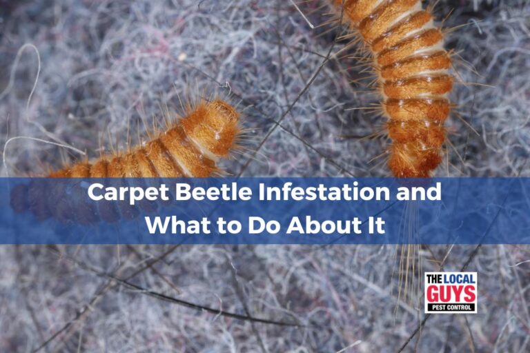 Stunning Pest Control For Carpet Beetles image