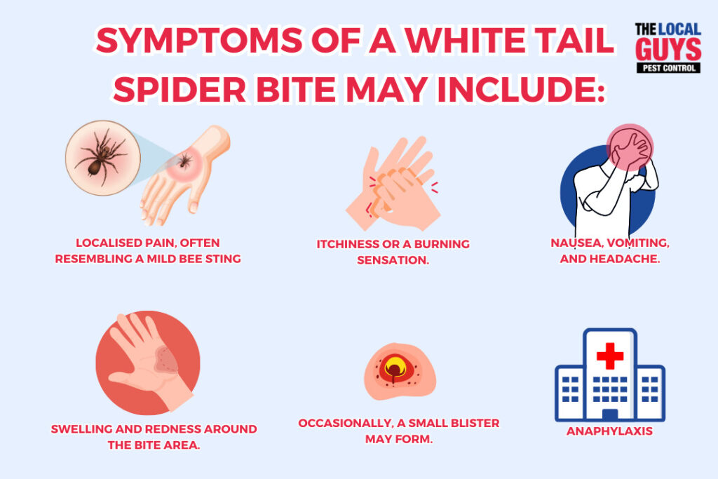 The Truth About White Tail Spiders 13 11 05 The Local Guys Pest Control