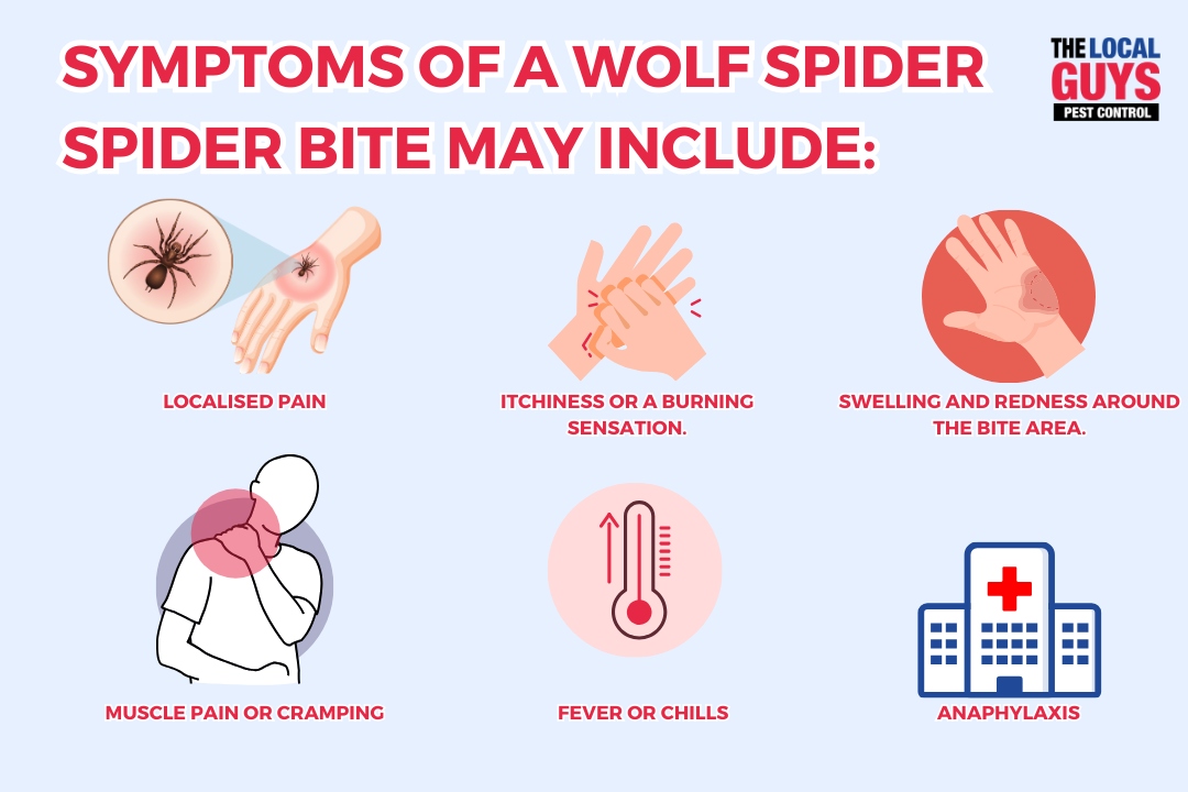 Australian Wolf Spider - The Local Guys - Pest Control & Termite Treatments