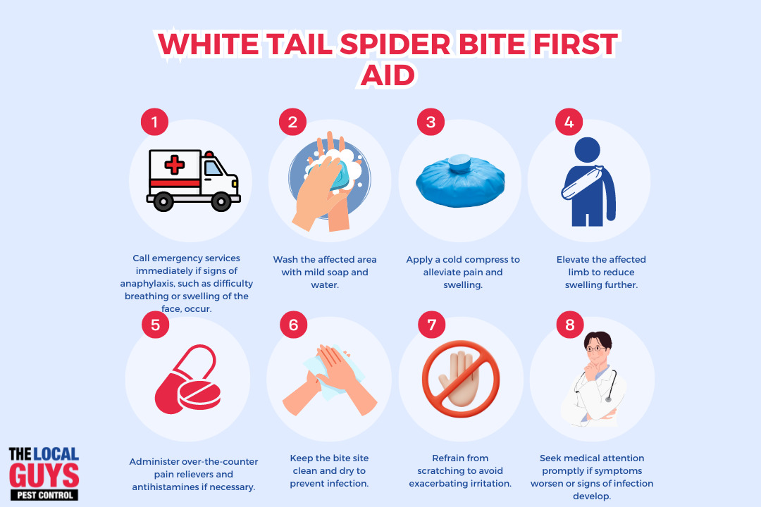 The Truth About White Tail Spiders 13 11 05 The Local Guys Pest Control