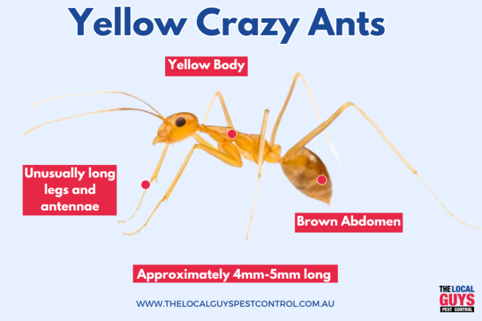 Yellow Crazy Ants A Threat To Agricultural Crops And Plant Species yellow-crazy-ants-a-threat-to-agricultural-crops-and-plant-species