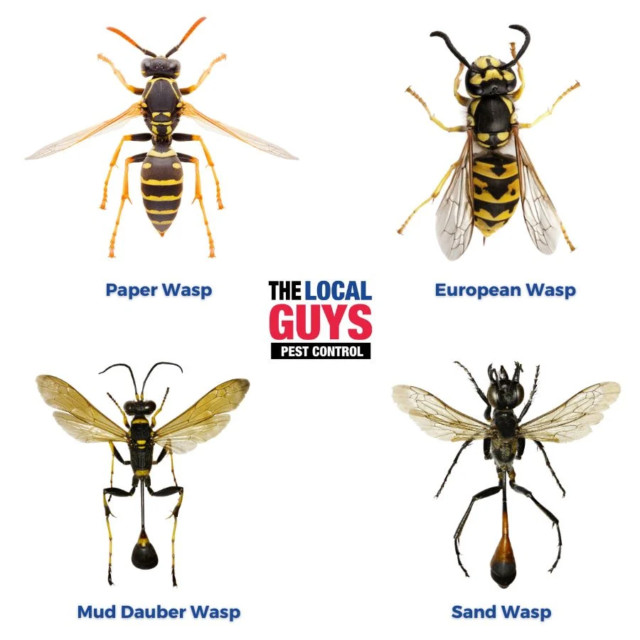 Wasps in Australia | 13 11 05 | The Local Guys Pest Control