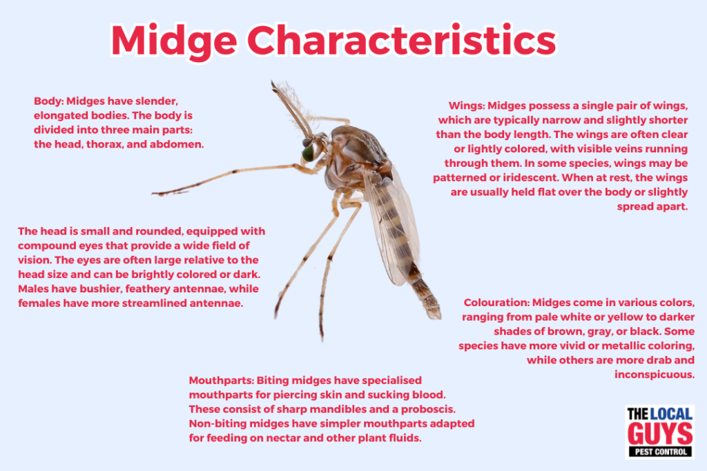 The Fascinating Guide To Midges The Local Guys Pest Control The Fascinating Guide To Midges The Local Guys Pest Control