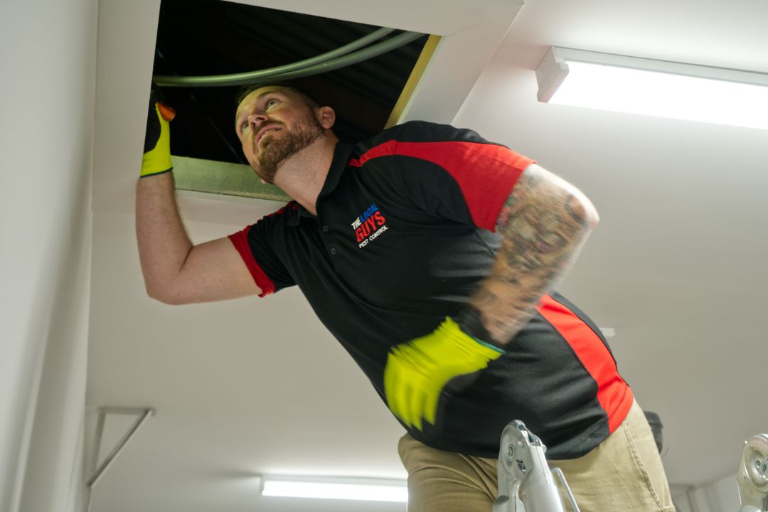 Pest Control Mitchelton